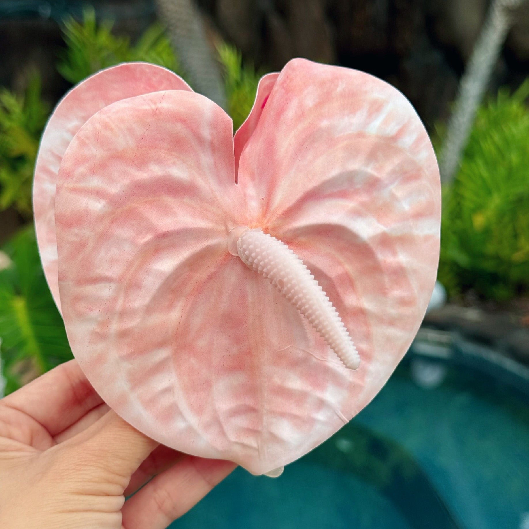 anthurium light pink Anthurium