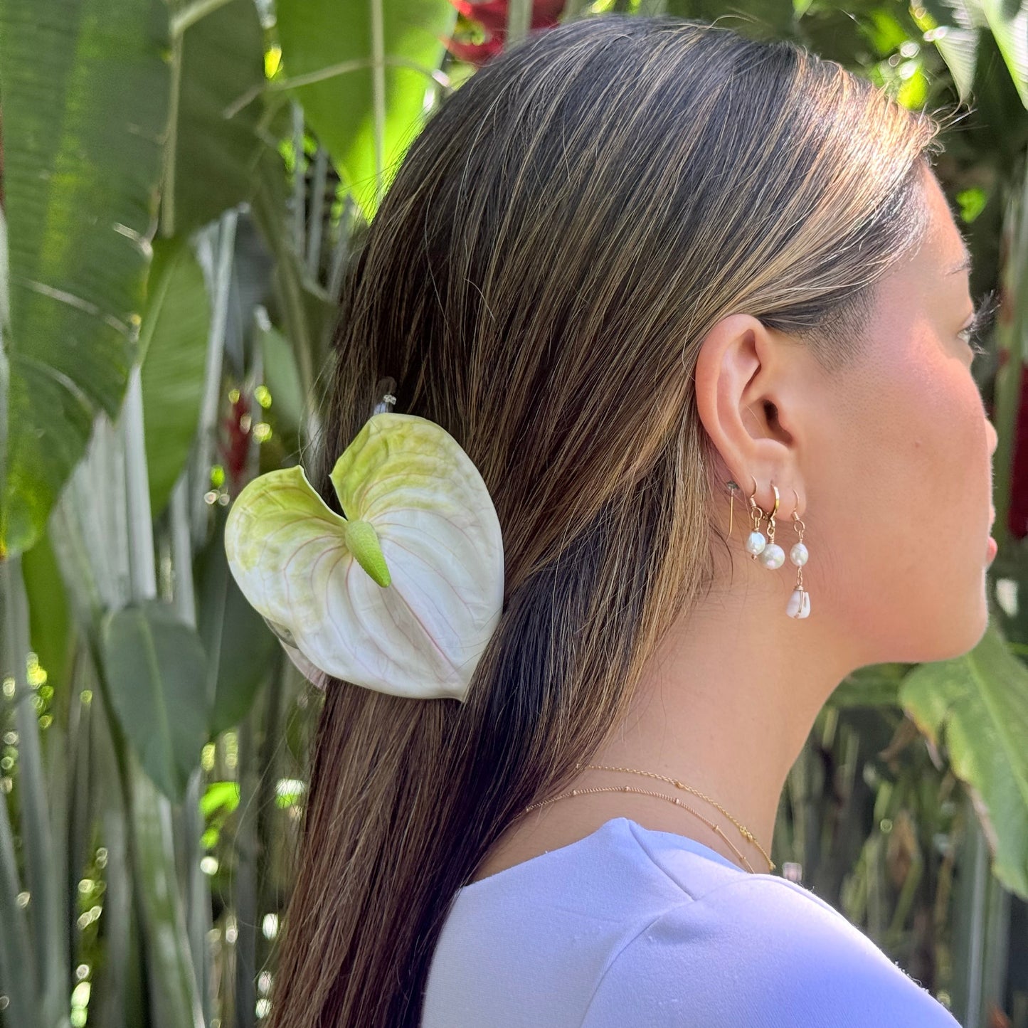 Anthurium medium - white