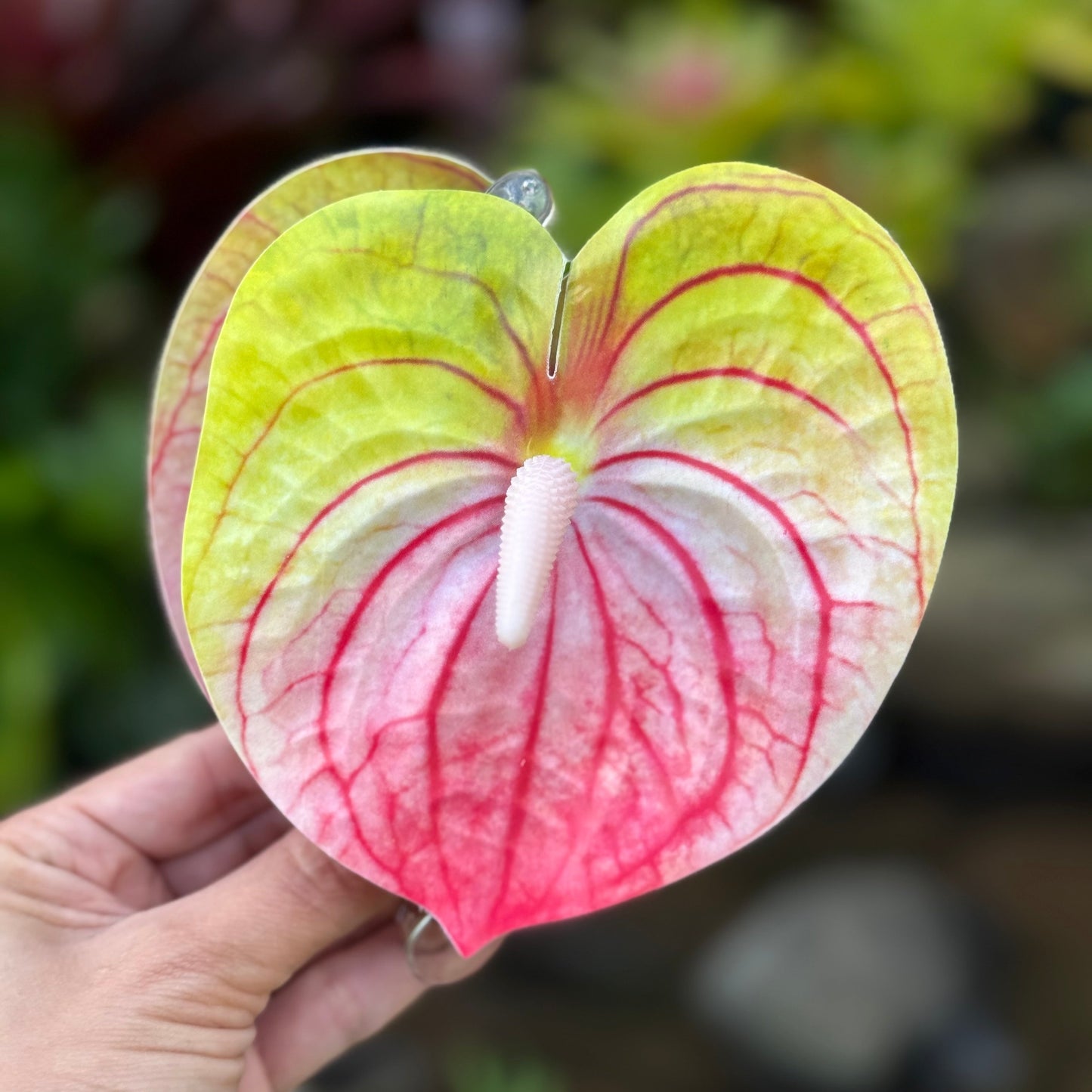 Anthurium large - rainbow