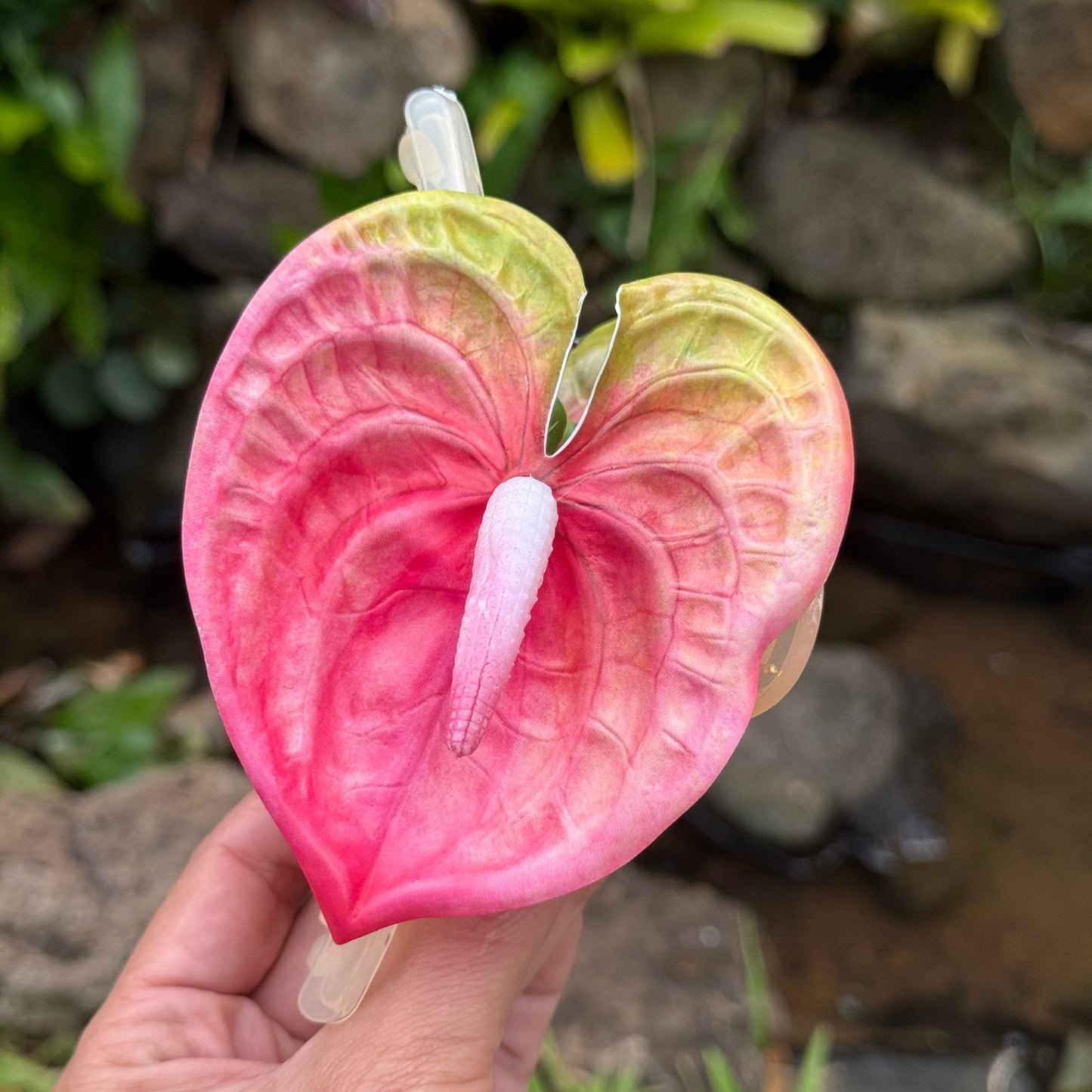 Anthurium medium - pink
