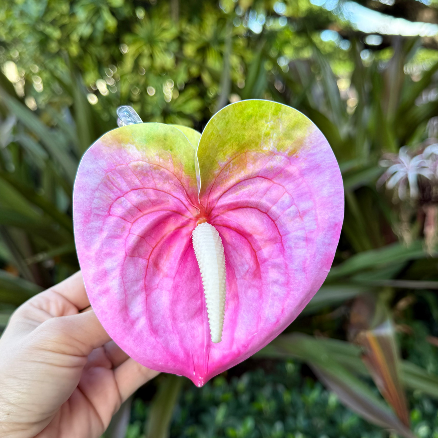 Anthurium large - pink/green