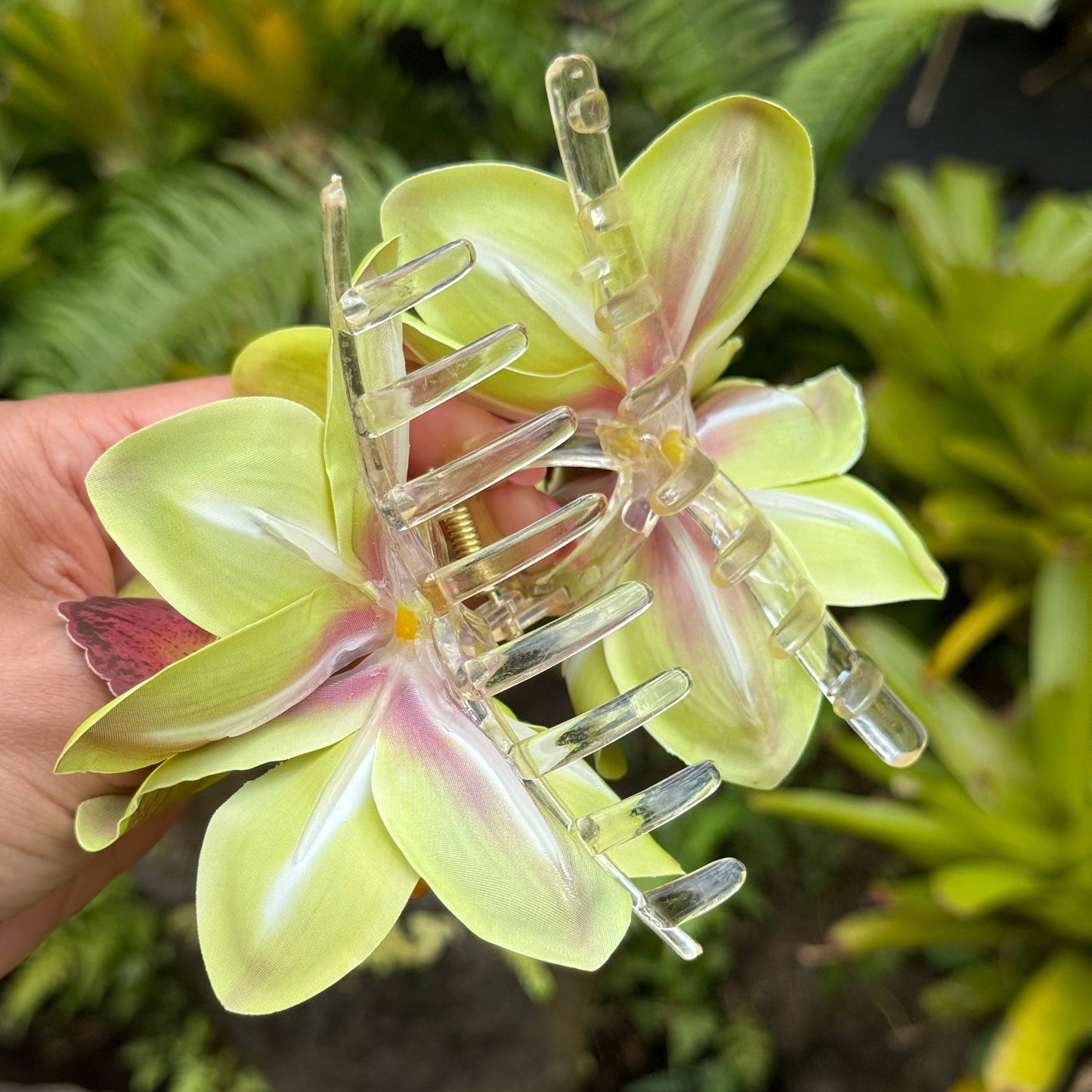 Cattleya Orchid - green/yellow