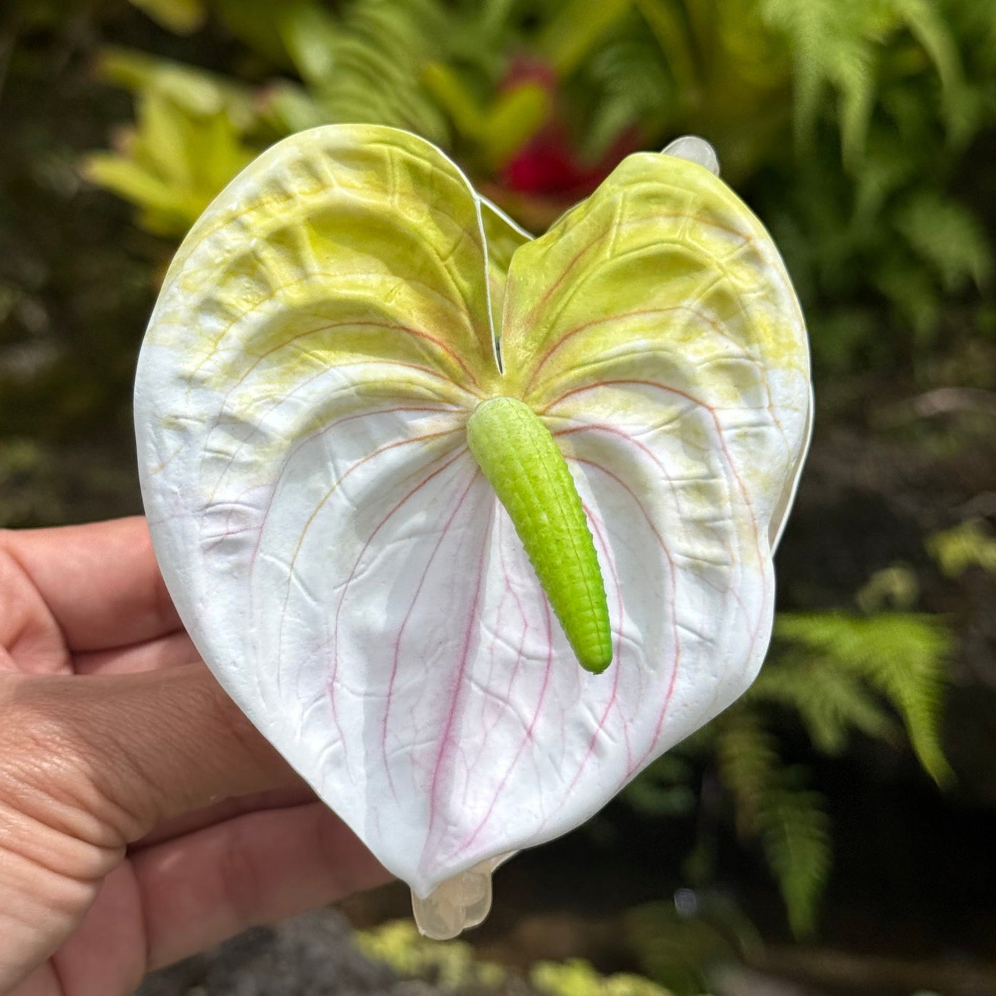 Anthurium medium - white