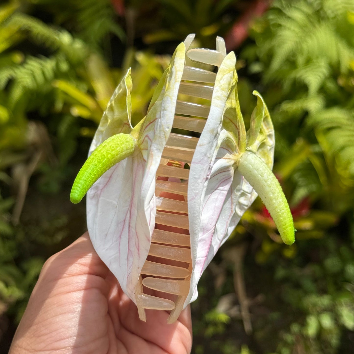 Anthurium medium - white