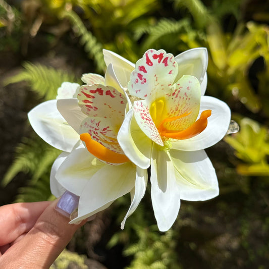 Cattleya Orchid - white