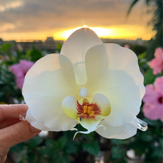 Orchid - sunlit ivory