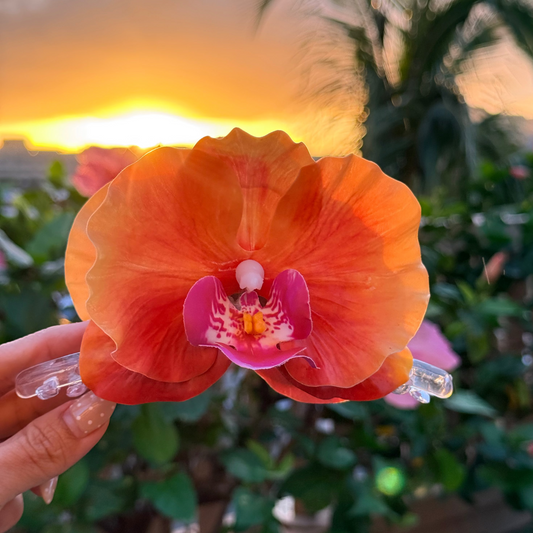 Orchid - amber