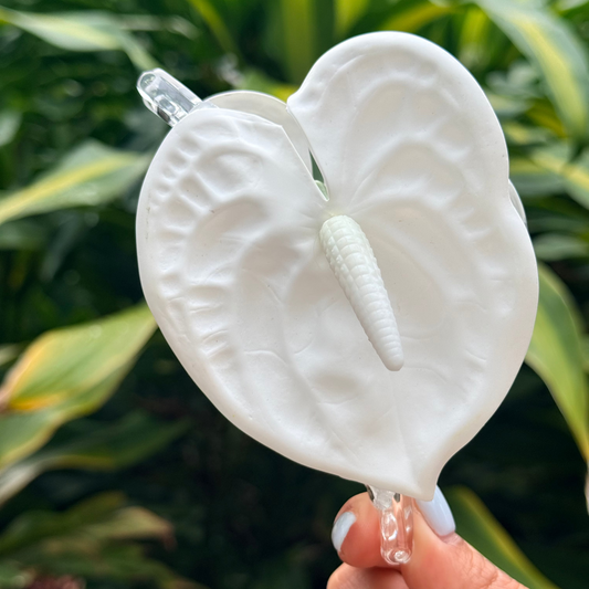 Mini Anthurium - snow