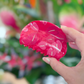 Anthurium