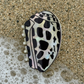Hebrew Shell