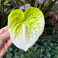 Anthurium large - white/light green