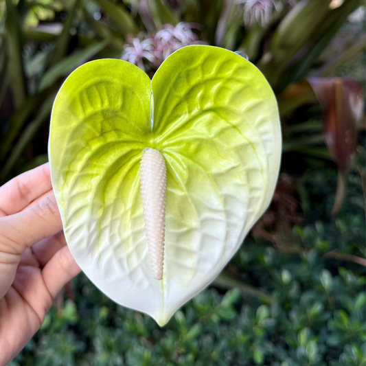 Anthurium large - white/light green