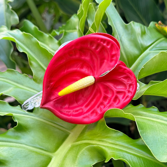 mini Anthurium - scarlet