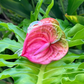 mini Anthurium - petal