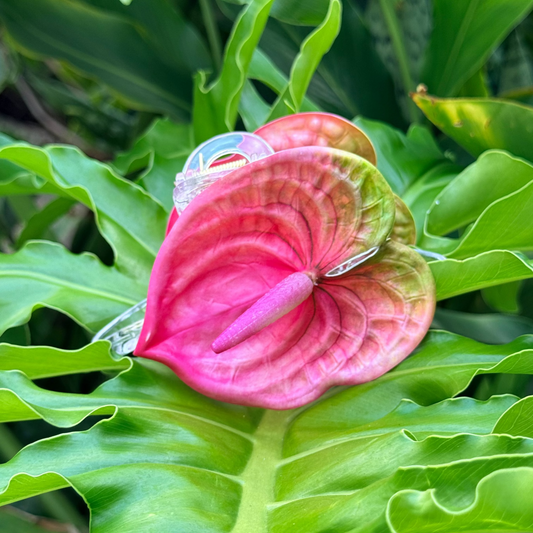 mini Anthurium - petal