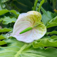 mini Anthurium - ivory