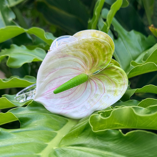 mini Anthurium - ivory