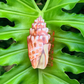 Miter Shell Watercolor