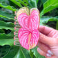 Double Anthurium Hair Claw | Collab x Aloha All Day