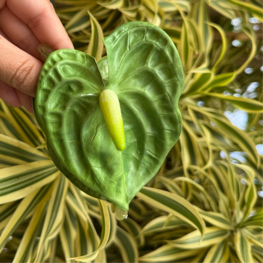 Anthurium medium - green