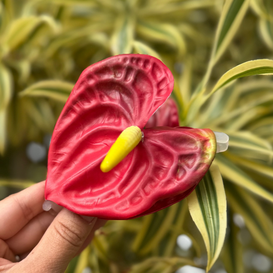 Anthurium medium - red