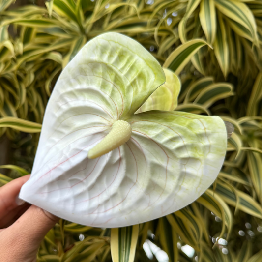 Anthurium large - white/light green