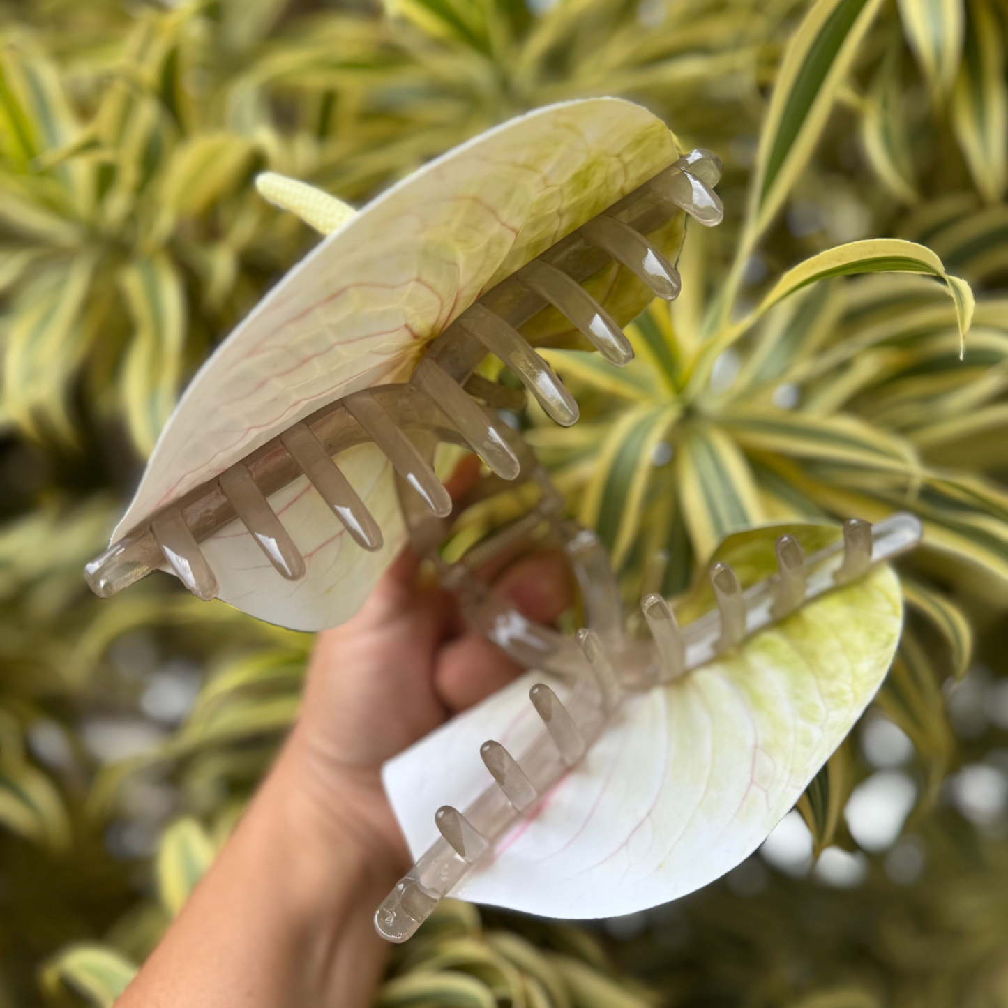 Anthurium large - white/light green